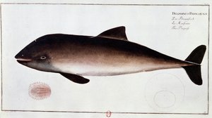Zoologie : planche représentant un marsouin - Unknown artist
