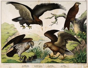 a: Aigle royal (Aquila chrysaëtos), b: Pygargue à queue blanche (Haliaëtus albicilla), c: Circaète Jean-le-Blanc (Circaëtus gallicus), d: Milan royal (Milvus regalis) - dans «Histoire naturelle des oiseaux», éd. Hoepli, Milan