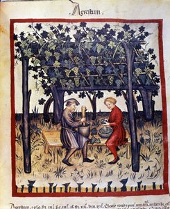 Pressage des raisins au moment de la récolte. Enluminure du « Tacuinum sanitatis »