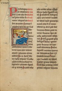 Oiseaux de Caladrius