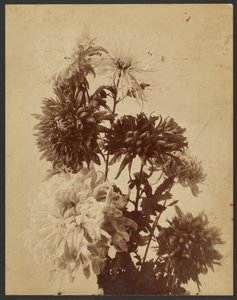 [Chrysanthèmes] - Unknown artist/maker