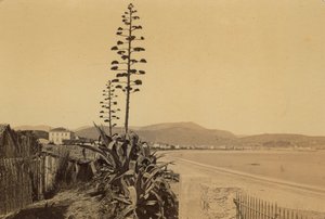 Album "Nice et les environs": vue de la côte de Nice