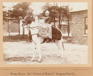 Cheval-tambour, 3e Dragons de la Princesse de Galles, vers 1895 - Unknown photographer