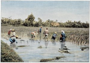 Récolte de riz, Tonkin, fin 19ème siècle