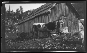 Vorderbachalm (pâturage de montagne) avec chalet alpin près de Goessl au lac Grundl
