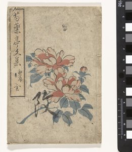 Anthologie de pivoines
