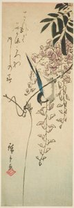 Oiseau sur glycine