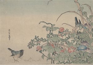 Merles bleus avec des gloires du matin et Lespedeza