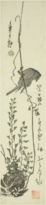 Canari et glycine