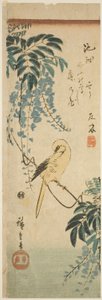 Canari et glycine - Utagawa Hiroshige
