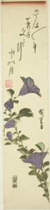 Fleurs de cloche chinoises