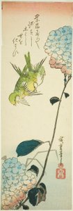 Oiseaux verts et hortensias