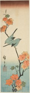 Mésanges japonaises sur une branche d