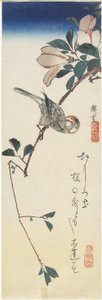 Moineau de Java et magnolia, 1834-1839