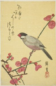 Moineau de Java sur une branche de prunier