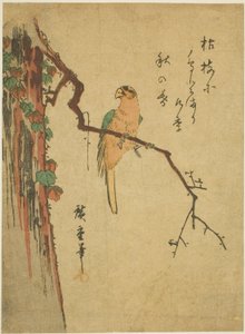 Ara sur un arbre couvert de lierre - Utagawa Hiroshige