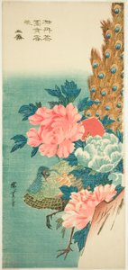 Paon et pivoines - Utagawa Hiroshige