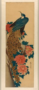 Paon et pivoines - Utagawa Hiroshige