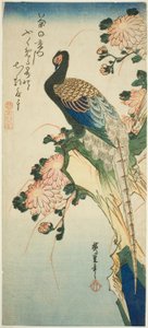 Faisan et chrysanthèmes