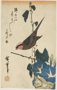 Moineau et gloires du matin - Utagawa Hiroshige