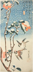 Moineaux et camélia dans la neige