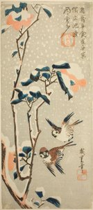 Moineaux et camélia dans la neige