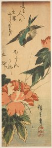 Hirondelle et hibiscus