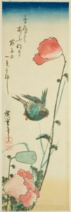 Hirondelle et coquelicots