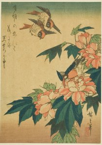 Hirondelles, martin-pêcheur et hibiscus