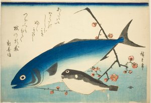 Sériole, poisson-globe et branche de prunier