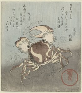 Crabe marchant le long de l