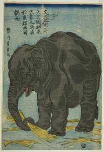 Image du grand éléphant d