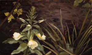 Onagre en fleurs