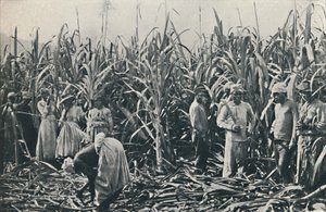 Une plantation de canne à sucre, 1916 - Valentine and Sons Ltd
