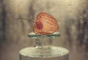 Lanterne en forme de squelette fragile - Valeriya Tikhonova