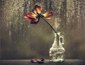 Tulipe fanée, fenêtre sous la pluie - Valeriya Tikhonova