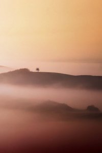 Lone Tree Golden Mist - Vanja Tajnsek