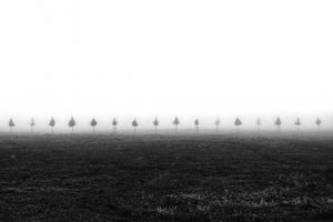Les arbres de Misty Field - Vanja Tajnsek