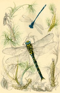 Demoiselles, libellules et escargots d