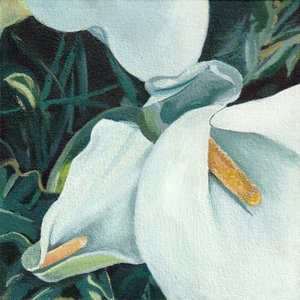 Élégants lis calla