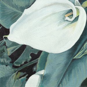 Élégant lis calla blanc