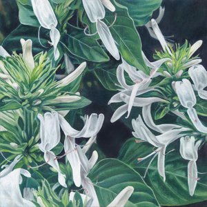 Élégantes fleurs blanches