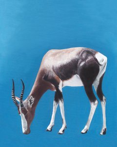Une antilope bontebok en train de paître