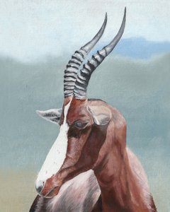 Profil du majestueux blesbok