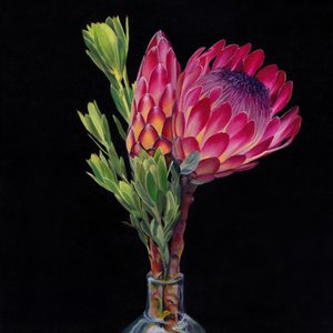 Vases Pink Protea