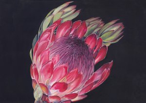 Protéa royal aux couleurs vives