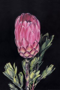 Protéa rose vif