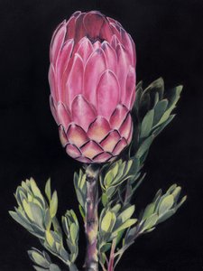 Protéa rose vif
