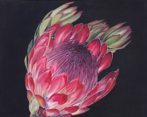Une fleur de protéa éclatante
