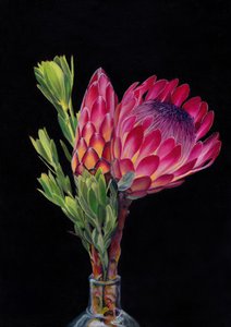 Une fleur de protéa éclatante